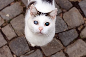 Katze Plötzlich Blind Große Pupillen