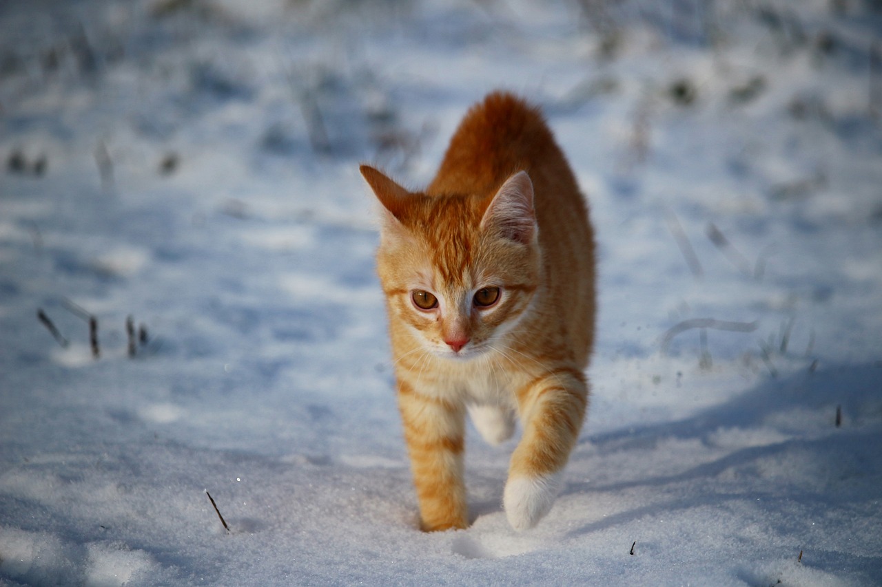 Asthma bei Katzen Ursachen, Symptome, Diagnose und Behandlung Tierarztpraxis Tillner