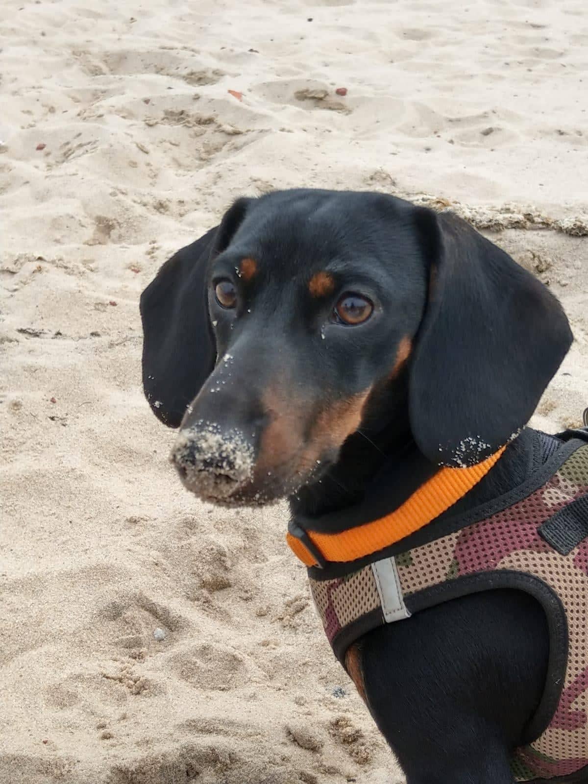 73314634_552792885538004_7113995374519386112_n