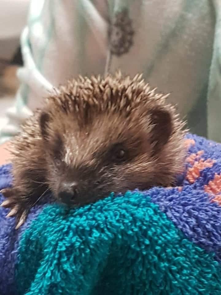 73539658_492668588308680_115729779281362944_n